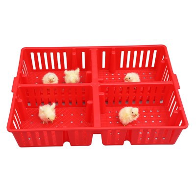 Πλαστικό Chick Box 4 Διαμερίσματα